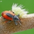Blindinis gluosniastraublis - Dorytomus dorsalis  | Fotografijos autorius : Gintautas Steiblys | © Macrogamta.lt | Šis tinklapis priklauso bendruomenei kuri domisi makro fotografija ir fotografuoja gyvąjį makro pasaulį.