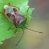 Krūminė skydblakė - Elasmostethus interstinctus  | Fotografijos autorius : Gintautas Steiblys | © Macrogamta.lt | Šis tinklapis priklauso bendruomenei kuri domisi makro fotografija ir fotografuoja gyvąjį makro pasaulį.