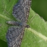 Pilkasis sprindytis - Eupithecia satyrata | Fotografijos autorius : Gintautas Steiblys | © Macrogamta.lt | Šis tinklapis priklauso bendruomenei kuri domisi makro fotografija ir fotografuoja gyvąjį makro pasaulį.