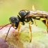 Dirvinė žiedvapsvė - Mellinus arvensis  | Fotografijos autorius : Gintautas Steiblys | © Macrogamta.lt | Šis tinklapis priklauso bendruomenei kuri domisi makro fotografija ir fotografuoja gyvąjį makro pasaulį.