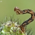 Gudobelinis sprindytis - Eupithecia virgaureata, vikšras | Fotografijos autorius : Gintautas Steiblys | © Macrogamta.lt | Šis tinklapis priklauso bendruomenei kuri domisi makro fotografija ir fotografuoja gyvąjį makro pasaulį.