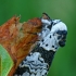 Beržinis dviuodegis - Furcula bicuspis  | Fotografijos autorius : Gintautas Steiblys | © Macrogamta.lt | Šis tinklapis priklauso bendruomenei kuri domisi makro fotografija ir fotografuoja gyvąjį makro pasaulį.