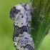 Beržinis dviuodegis - Furcula bicuspis | Fotografijos autorius : Gintautas Steiblys | © Macrogamta.lt | Šis tinklapis priklauso bendruomenei kuri domisi makro fotografija ir fotografuoja gyvąjį makro pasaulį.