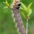 Ąžuolalapis verpikas - Gastropacha quercifolia, vikšras  | Fotografijos autorius : Gintautas Steiblys | © Macrogamta.lt | Šis tinklapis priklauso bendruomenei kuri domisi makro fotografija ir fotografuoja gyvąjį makro pasaulį.