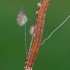 Pilkasis dobilinukas - Euclidia mi, vikšras | Fotografijos autorius : Gintautas Steiblys | © Macrogamta.lt | Šis tinklapis priklauso bendruomenei kuri domisi makro fotografija ir fotografuoja gyvąjį makro pasaulį.