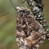 Pušyninis satyras - Hipparchia semele  | Fotografijos autorius : Gintautas Steiblys | © Macrogamta.lt | Šis tinklapis priklauso bendruomenei kuri domisi makro fotografija ir fotografuoja gyvąjį makro pasaulį.