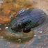 Įvairiaspalvis kūdravabalis - Hydrobius fuscipes  | Fotografijos autorius : Gintautas Steiblys | © Macrogamta.lt | Šis tinklapis priklauso bendruomenei kuri domisi makro fotografija ir fotografuoja gyvąjį makro pasaulį.