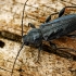 Paprastasis trobininkas - Hylotrupes bajulus, patinas  | Fotografijos autorius : Gintautas Steiblys | © Macrogamta.lt | Šis tinklapis priklauso bendruomenei kuri domisi makro fotografija ir fotografuoja gyvąjį makro pasaulį.