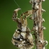 Trikampiatinklis laidūnas - Hyptiotes paradoxus  | Fotografijos autorius : Gintautas Steiblys | © Macrogamta.lt | Šis tinklapis priklauso bendruomenei kuri domisi makro fotografija ir fotografuoja gyvąjį makro pasaulį.