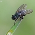 Žiedenė - Phorbia sp. | Fotografijos autorius : Gintautas Steiblys | © Macrogamta.lt | Šis tinklapis priklauso bendruomenei kuri domisi makro fotografija ir fotografuoja gyvąjį makro pasaulį.