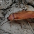 Turkestaninis tarakonas - Shelfordella lateralis | Fotografijos autorius : Gintautas Steiblys | © Macrogamta.lt | Šis tinklapis priklauso bendruomenei kuri domisi makro fotografija ir fotografuoja gyvąjį makro pasaulį.