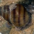 Upinė nendrenė - Viviparus viviparus | Fotografijos autorius : Gintautas Steiblys | © Macrogamta.lt | Šis tinklapis priklauso bendruomenei kuri domisi makro fotografija ir fotografuoja gyvąjį makro pasaulį.
