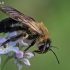 Smiltbitė - Andrena cf nitida | Fotografijos autorius : Gintautas Steiblys | © Macrogamta.lt | Šis tinklapis priklauso bendruomenei kuri domisi makro fotografija ir fotografuoja gyvąjį makro pasaulį.