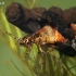 Apsiuvos - Ironoquia dubia lerva ? | Fotografijos autorius : Gintautas Steiblys | © Macrogamta.lt | Šis tinklapis priklauso bendruomenei kuri domisi makro fotografija ir fotografuoja gyvąjį makro pasaulį.