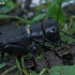 Dirvoninis svirplys - Gryllus campestris | Fotografijos autorius : Gintautas Steiblys | © Macrogamta.lt | Šis tinklapis priklauso bendruomenei kuri domisi makro fotografija ir fotografuoja gyvąjį makro pasaulį.