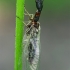 Kupriukas - Raphidiidae | Fotografijos autorius : Gintautas Steiblys | © Macrogamta.lt | Šis tinklapis priklauso bendruomenei kuri domisi makro fotografija ir fotografuoja gyvąjį makro pasaulį.