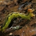 Didysis žiemsprindis - Erannis defoliaria, vikšras | Fotografijos autorius : Gintautas Steiblys | © Macrogamta.lt | Šis tinklapis priklauso bendruomenei kuri domisi makro fotografija ir fotografuoja gyvąjį makro pasaulį.