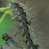Keturtaškė kerpytė - Lithosia quadra,vikšras | Fotografijos autorius : Gintautas Steiblys | © Macrogamta.lt | Šis tinklapis priklauso bendruomenei kuri domisi makro fotografija ir fotografuoja gyvąjį makro pasaulį.