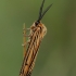 Brūkšniuotoji meškutė - Spiris striata | Fotografijos autorius : Gintautas Steiblys | © Macrogamta.lt | Šis tinklapis priklauso bendruomenei kuri domisi makro fotografija ir fotografuoja gyvąjį makro pasaulį.