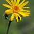 Kalninė arnika - Arnica montana | Fotografijos autorius : Gintautas Steiblys | © Macrogamta.lt | Šis tinklapis priklauso bendruomenei kuri domisi makro fotografija ir fotografuoja gyvąjį makro pasaulį.