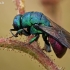 Auksavapsvė - Chrysis sp. | Fotografijos autorius : Gintautas Steiblys | © Macrogamta.lt | Šis tinklapis priklauso bendruomenei kuri domisi makro fotografija ir fotografuoja gyvąjį makro pasaulį.