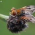 Dygliamusė - Ectophasia crassipennis | Fotografijos autorius : Gintautas Steiblys | © Macrogamta.lt | Šis tinklapis priklauso bendruomenei kuri domisi makro fotografija ir fotografuoja gyvąjį makro pasaulį.