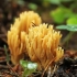 Invalo šakočius - Phaeoclavulina eumorpha | Fotografijos autorius : Gintautas Steiblys | © Macrogamta.lt | Šis tinklapis priklauso bendruomenei kuri domisi makro fotografija ir fotografuoja gyvąjį makro pasaulį.