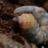 Mažasis ožiaragis - Monochamus sutor, lerva | Fotografijos autorius : Gintautas Steiblys | © Macrogamta.lt | Šis tinklapis priklauso bendruomenei kuri domisi makro fotografija ir fotografuoja gyvąjį makro pasaulį.