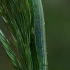 Satyriuko (Coenonympha sp.) vikšras ?  | Fotografijos autorius : Gintautas Steiblys | © Macrogamta.lt | Šis tinklapis priklauso bendruomenei kuri domisi makro fotografija ir fotografuoja gyvąjį makro pasaulį.
