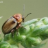 Geltonasis paslėptagalvis - Cryptocephalus fulvus  | Fotografijos autorius : Gintautas Steiblys | © Macrogamta.lt | Šis tinklapis priklauso bendruomenei kuri domisi makro fotografija ir fotografuoja gyvąjį makro pasaulį.