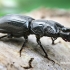Šiaurinis elniavabalis - Ceruchus chrysomelinus, patinas  | Fotografijos autorius : Gintautas Steiblys | © Macrogamta.lt | Šis tinklapis priklauso bendruomenei kuri domisi makro fotografija ir fotografuoja gyvąjį makro pasaulį.