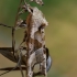 Smailiakampis pelėdgalvis - Phlogophora meticulosa | Fotografijos autorius : Gintautas Steiblys | © Macrogamta.lt | Šis tinklapis priklauso bendruomenei kuri domisi makro fotografija ir fotografuoja gyvąjį makro pasaulį.