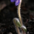 Triskiautė žibuoklė - Hepatica nobilis | Fotografijos autorius : Gintautas Steiblys | © Macrogamta.lt | Šis tinklapis priklauso bendruomenei kuri domisi makro fotografija ir fotografuoja gyvąjį makro pasaulį.