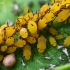 Oleandriniai amarai - Aphis nerii | Fotografijos autorius : Gintautas Steiblys | © Macrogamta.lt | Šis tinklapis priklauso bendruomenei kuri domisi makro fotografija ir fotografuoja gyvąjį makro pasaulį.