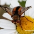 Dygliamusė - Ectophasia crassipennis  | Fotografijos autorius : Gintautas Steiblys | © Macrogamta.lt | Šis tinklapis priklauso bendruomenei kuri domisi makro fotografija ir fotografuoja gyvąjį makro pasaulį.