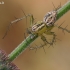 Lūšiavoris - Oxyopes lineatus | Fotografijos autorius : Gintautas Steiblys | © Macrogamta.lt | Šis tinklapis priklauso bendruomenei kuri domisi makro fotografija ir fotografuoja gyvąjį makro pasaulį.