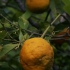 Apelsininis citrinmedis - Citrus sinensis | Fotografijos autorius : Gintautas Steiblys | © Macrogamta.lt | Šis tinklapis priklauso bendruomenei kuri domisi makro fotografija ir fotografuoja gyvąjį makro pasaulį.