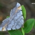 Pušinis miškasprindis - Macaria liturata | Fotografijos autorius : Gintautas Steiblys | © Macrogamta.lt | Šis tinklapis priklauso bendruomenei kuri domisi makro fotografija ir fotografuoja gyvąjį makro pasaulį.