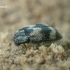 Kailiavabalis - Trogoderma angustum  | Fotografijos autorius : Gintautas Steiblys | © Macrogamta.lt | Šis tinklapis priklauso bendruomenei kuri domisi makro fotografija ir fotografuoja gyvąjį makro pasaulį.