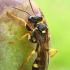 Dirvinė žiedvapsvė - Mellinus arvensis  | Fotografijos autorius : Gintautas Steiblys | © Macrogamta.lt | Šis tinklapis priklauso bendruomenei kuri domisi makro fotografija ir fotografuoja gyvąjį makro pasaulį.