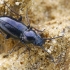 Barzdukžygis - Metallina pygmaea (=Bembidion pygmaeus) | Fotografijos autorius : Gintautas Steiblys | © Macrogamta.lt | Šis tinklapis priklauso bendruomenei kuri domisi makro fotografija ir fotografuoja gyvąjį makro pasaulį.