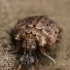 Paprastasis skruzdžių liūtas - Myrmeleon formicarius, lerva  | Fotografijos autorius : Gintautas Steiblys | © Macrogamta.lt | Šis tinklapis priklauso bendruomenei kuri domisi makro fotografija ir fotografuoja gyvąjį makro pasaulį.