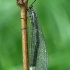 Paprastasis skruzdžių liūtas - Myrmeleon formicarius  | Fotografijos autorius : Gintautas Steiblys | © Macrogamta.lt | Šis tinklapis priklauso bendruomenei kuri domisi makro fotografija ir fotografuoja gyvąjį makro pasaulį.