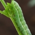 Tamsusis pelėdgalvis - Amphipyra livida, vikšras | Fotografijos autorius : Gintautas Steiblys | © Macrogamta.lt | Šis tinklapis priklauso bendruomenei kuri domisi makro fotografija ir fotografuoja gyvąjį makro pasaulį.