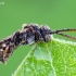 Gegutbitė - Nomada sp. | Fotografijos autorius : Gintautas Steiblys | © Macrogamta.lt | Šis tinklapis priklauso bendruomenei kuri domisi makro fotografija ir fotografuoja gyvąjį makro pasaulį.