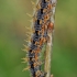 Daugiaspalvė pleštekė - Nymphalis polychloros, vikšras | Fotografijos autorius : Gintautas Steiblys | © Macrogamta.lt | Šis tinklapis priklauso bendruomenei kuri domisi makro fotografija ir fotografuoja gyvąjį makro pasaulį.