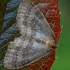 Miškinis žiemsprindis - Operophtera fagata, patinas | Fotografijos autorius : Gintautas Steiblys | © Macrogamta.lt | Šis tinklapis priklauso bendruomenei kuri domisi makro fotografija ir fotografuoja gyvąjį makro pasaulį.