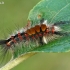 Sodinis šepetinukas - Orgyia antiqua, vikšras | Fotografijos autorius : Gintautas Steiblys | © Macrogamta.lt | Šis tinklapis priklauso bendruomenei kuri domisi makro fotografija ir fotografuoja gyvąjį makro pasaulį.