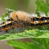 Dėmėtasis šepetinukas - Orgyia recens, vikšras  | Fotografijos autorius : Gintautas Steiblys | © Macrogamta.lt | Šis tinklapis priklauso bendruomenei kuri domisi makro fotografija ir fotografuoja gyvąjį makro pasaulį.