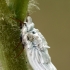 Skydamaris - Orthezia sp. | Fotografijos autorius : Gintautas Steiblys | © Macrogamta.lt | Šis tinklapis priklauso bendruomenei kuri domisi makro fotografija ir fotografuoja gyvąjį makro pasaulį.